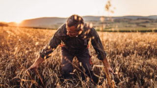 Trigo: 4 dicas para ter uma safra mais produtiva
