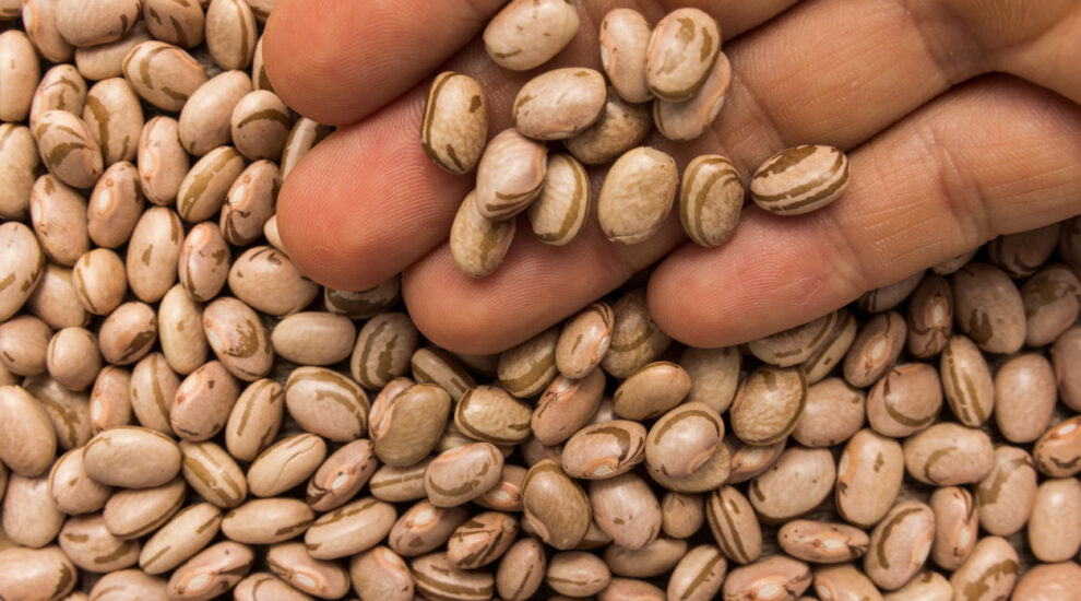 Lavoura de feijão: 4 dicas para melhorar a produtividade