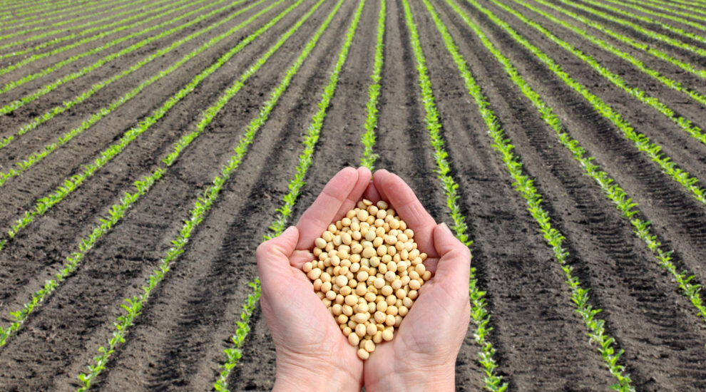 Além do calendário agrícola: 5 dicas para decidir qual a melhor hora de plantar