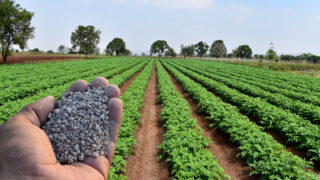 Crise dos fertilizantes: como a NetWord Agro pode salvar sua produção