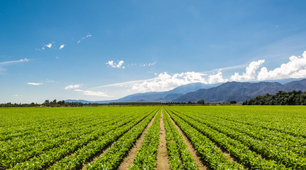 A importância da cobertura verde nos momentos de pousio