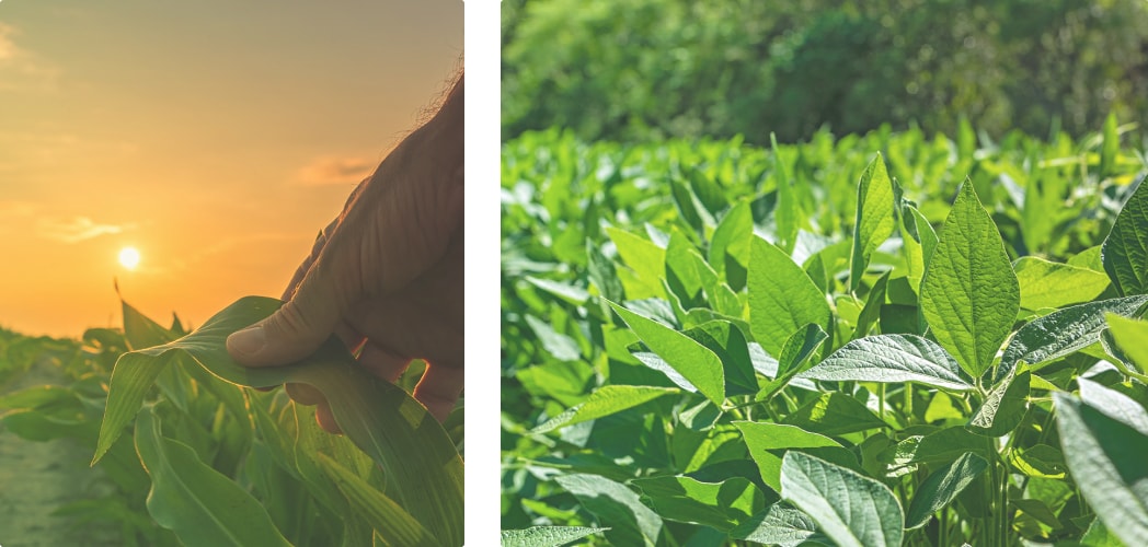 NetWord Agro - Monitoramento de lavouras